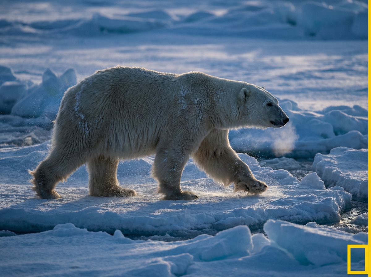 呦呦视频北极熊视频社区